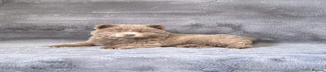 Female Puppy 4
