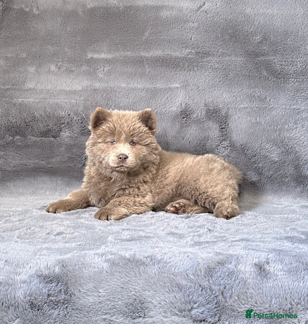Siberian Husky dogs for sale: Stunning exotic colour chowsky puppies for sale - Image 18