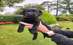 Labrador Retriever dogs for sale: **PEDIGREE, KC REGISTERED AND HIP SCORED** - Image 8