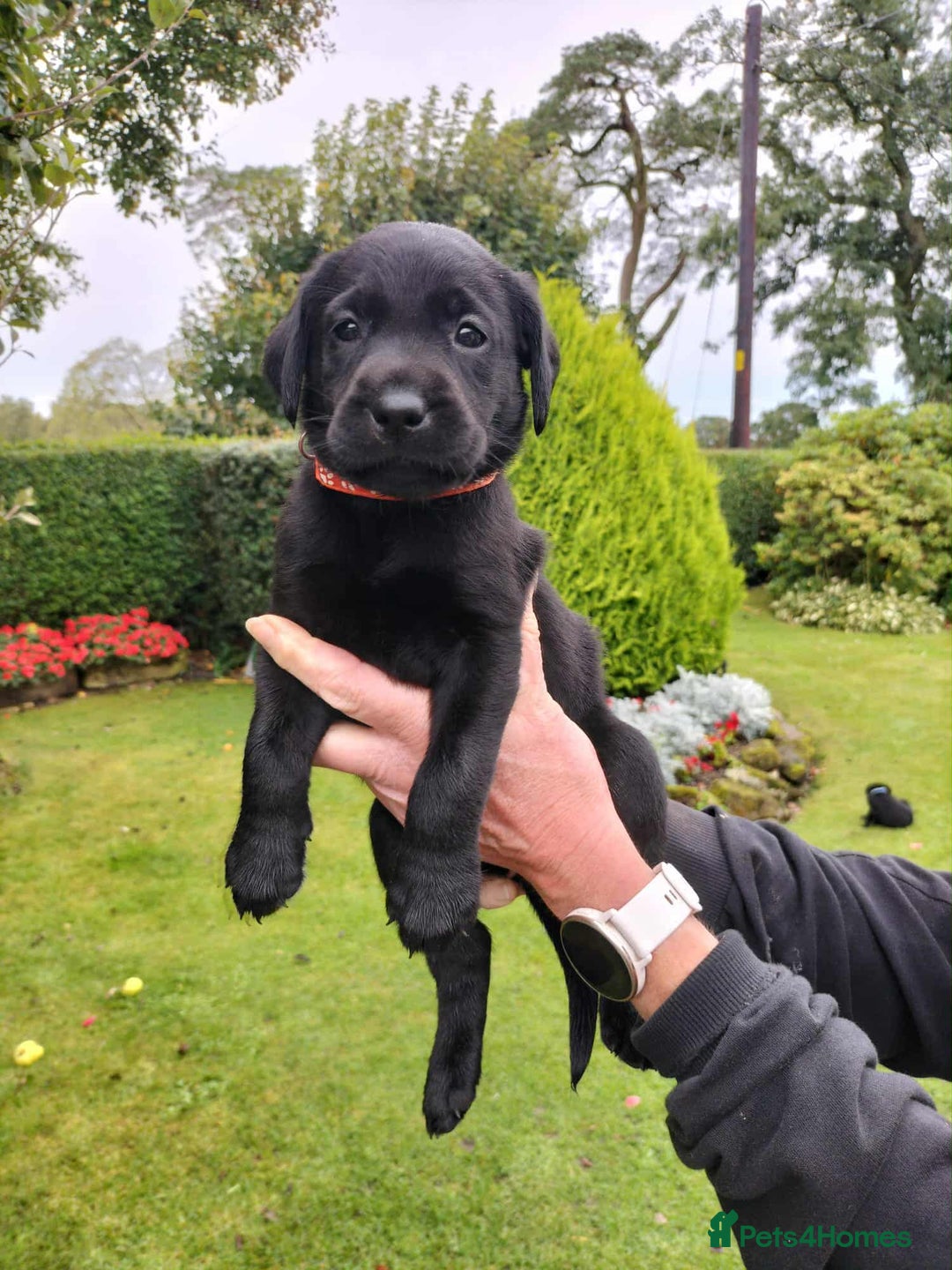 Labrador Retriever dogs for sale: **PEDIGREE, KC REGISTERED AND HIP SCORED** - Image 8