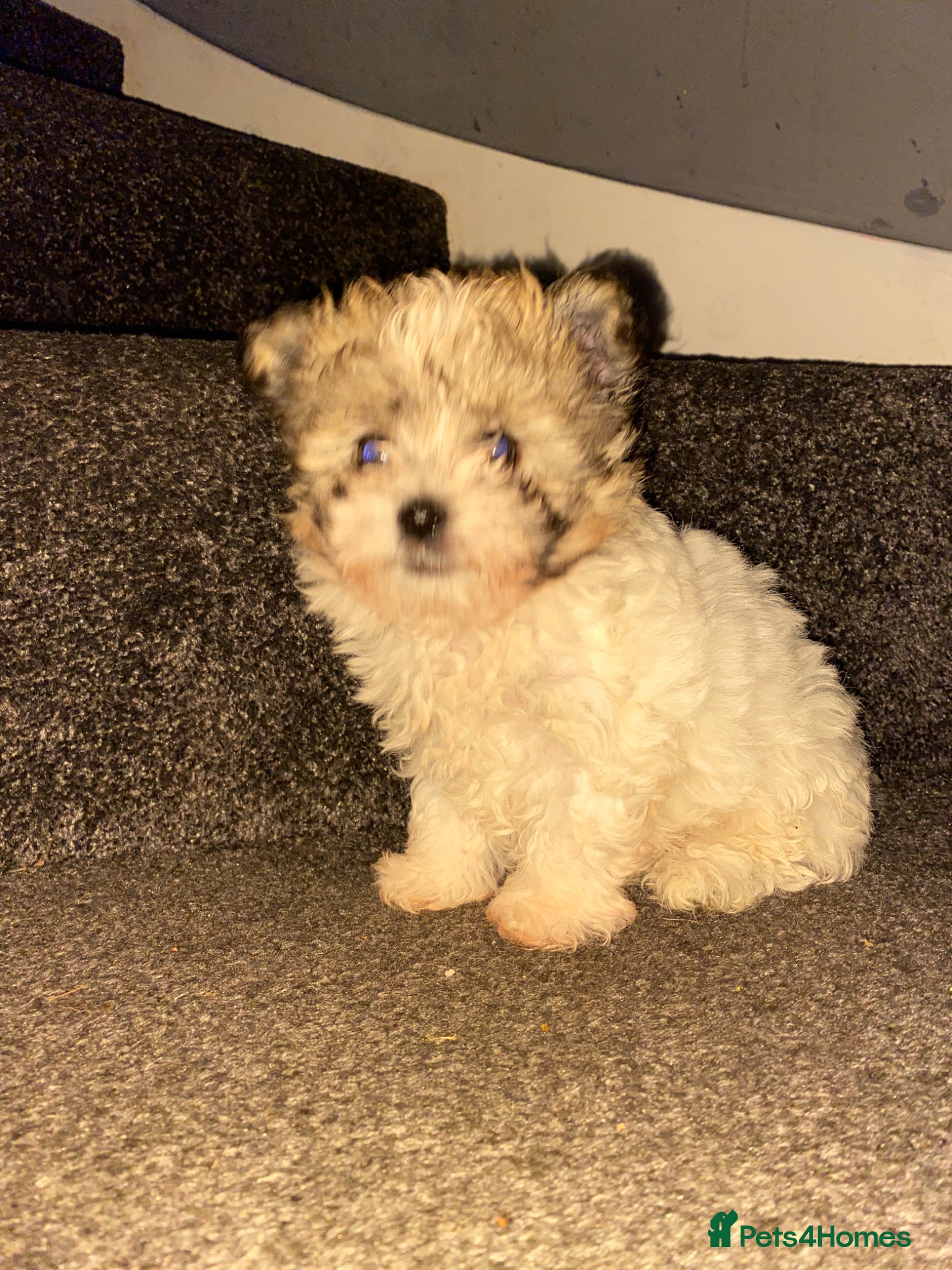 Maltipoo dogs Teddy bear multipoo puppy available - Advert 6