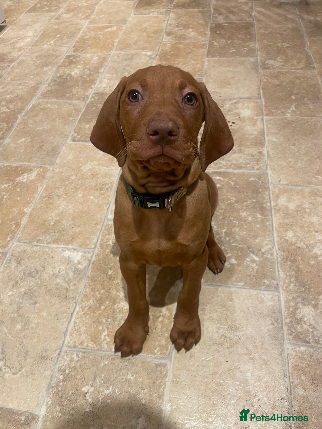 Hungarian Vizsla dogs for sale: 1 male KC registered Hungarian Vizla for sale  - Advert 12