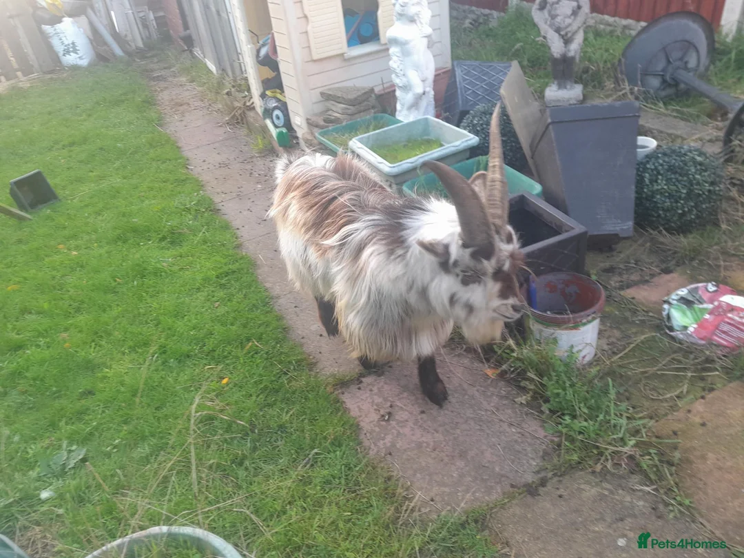 Goats livestock for sale: Male goat - Advert 2