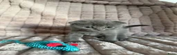 Scottish Fold cats for sale: 3 boys 2 girls  in Spalding - Advert 8
