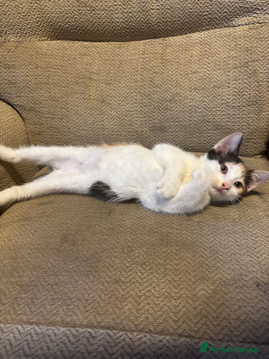 Mixed Breed cats for sale: Female Calico Kitten - Image 7