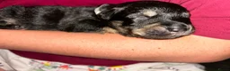 Mixed Breed dogs for sale: 4 puppies for sale  - Advert 9