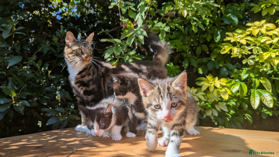 Mixed Breed cats for sale: Tuxedo Kittens - Image 26