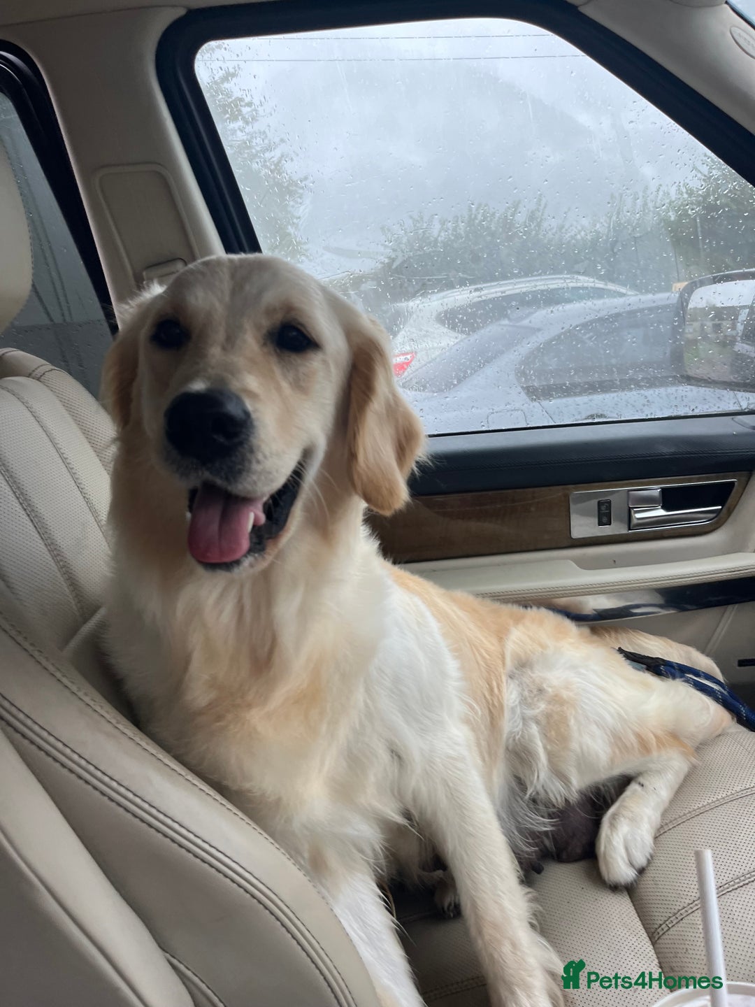 Golden Retriever dogs for sale: KC REGISTERED GOLDEN RETRIEVER PUPPIES - Advert 2