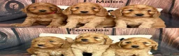 Cockapoo dogs for sale: 6 Outstanding Miniature Cockapoos - Advert 3