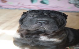 Shar Pei dogs for sale: Youxia Shar pei - Image 3