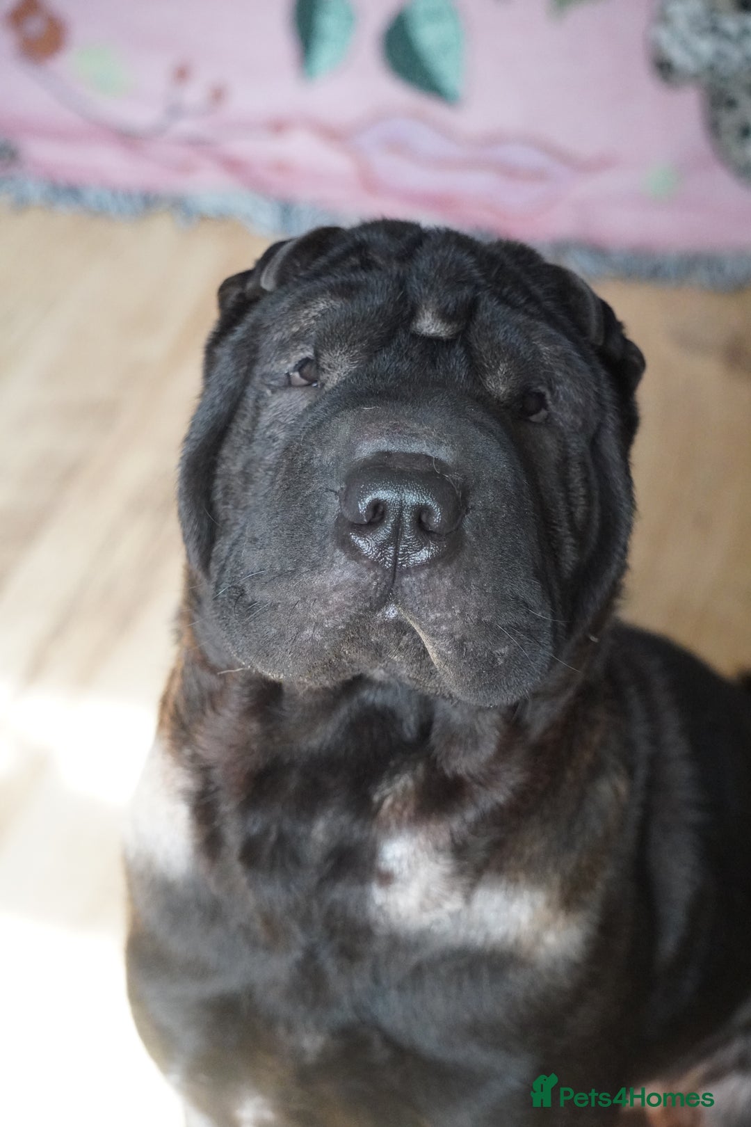 Shar Pei dogs for sale: Youxia Shar pei - Image 3