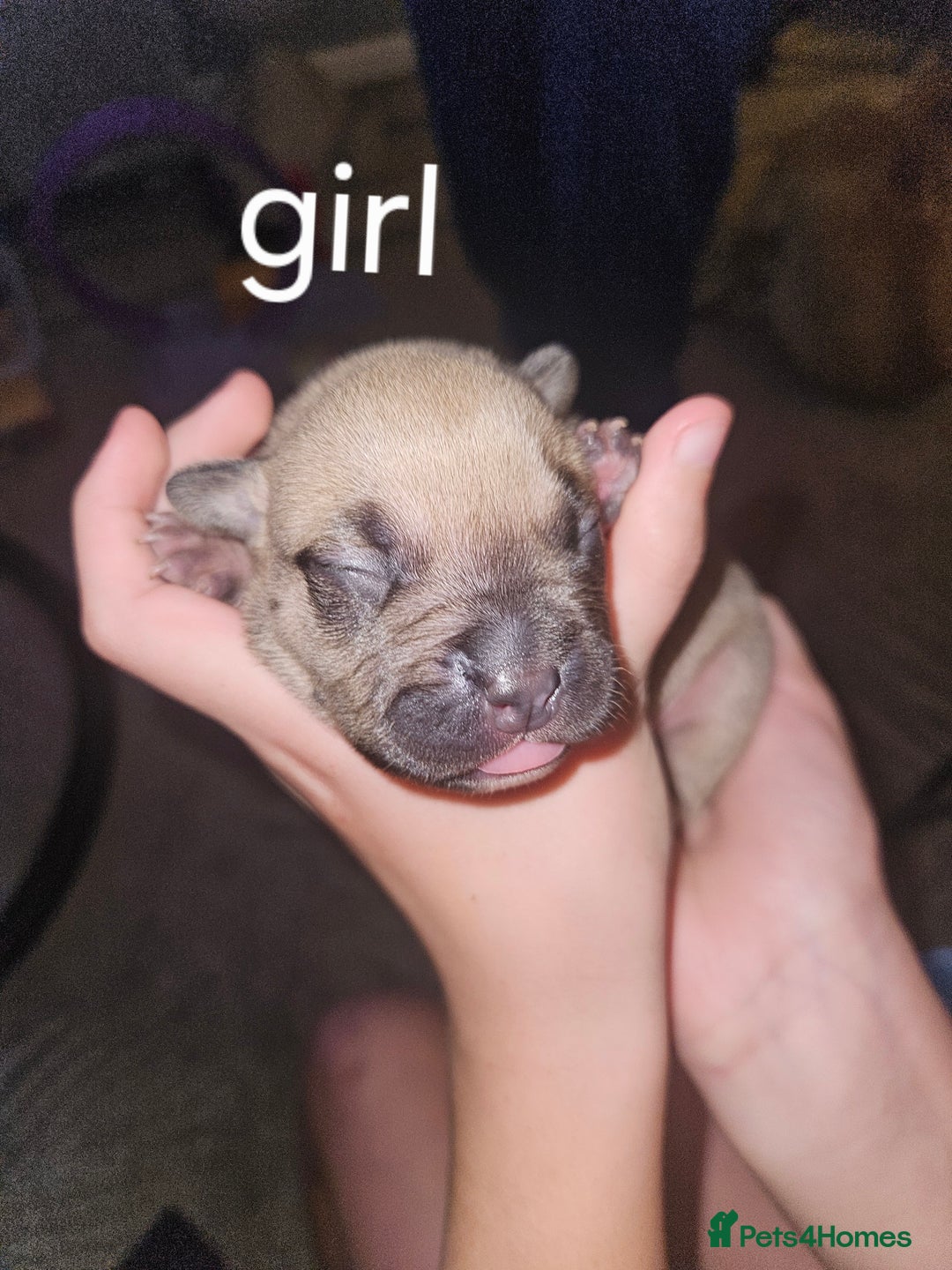 American Bully dogs for sale: Pocket bully - Image 4