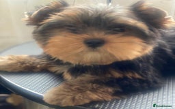 Yorkshire Terrier dogs for sale: KC Pure breed yorkshire terrier - Image 3