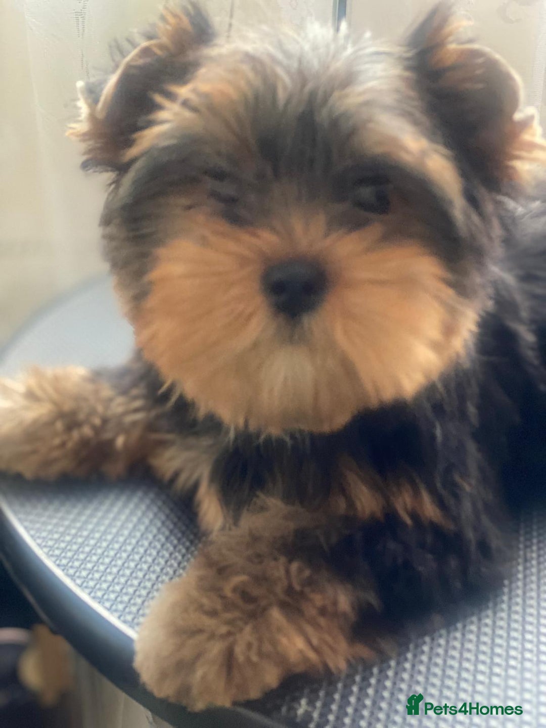 Yorkshire Terrier dogs for sale: KC Pure breed yorkshire terrier - Image 3