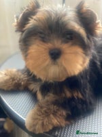 Yorkshire Terrier dogs - Advert 7