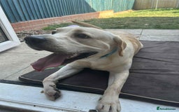 Labrador Retriever dogs for sale: 1 Year Old Lab Retriever Male - Image 1