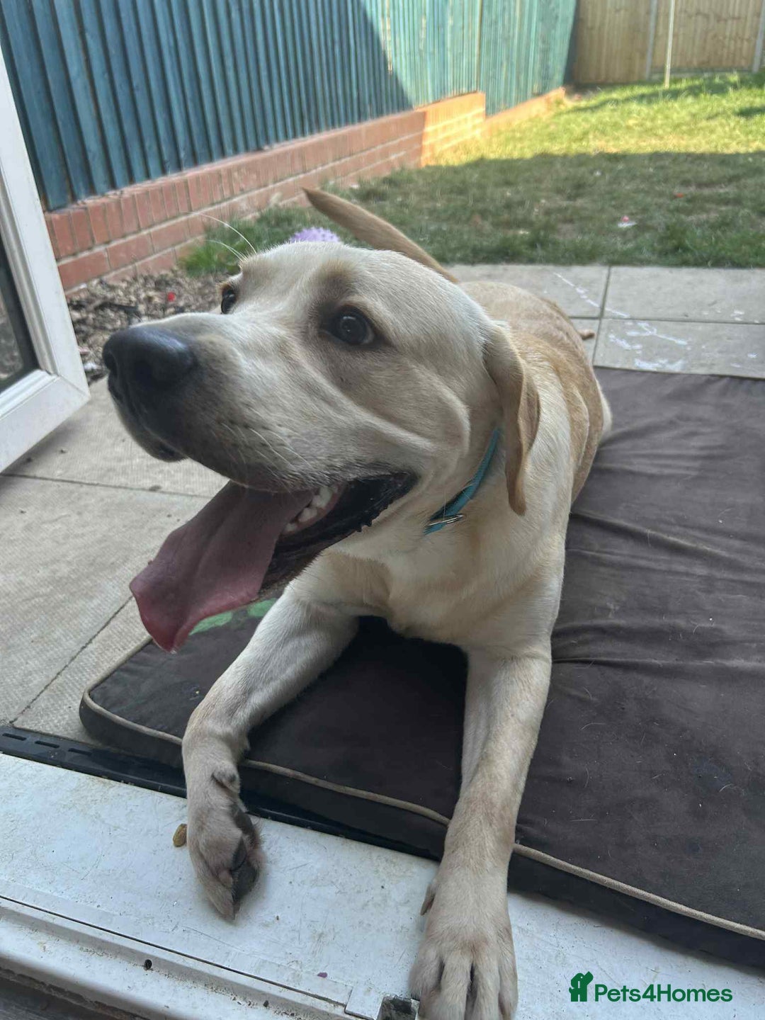 Labrador Retriever dogs for sale: 1 Year Old Lab Retriever Male - Image 1