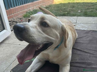 Labrador Retriever dogs - Advert 6