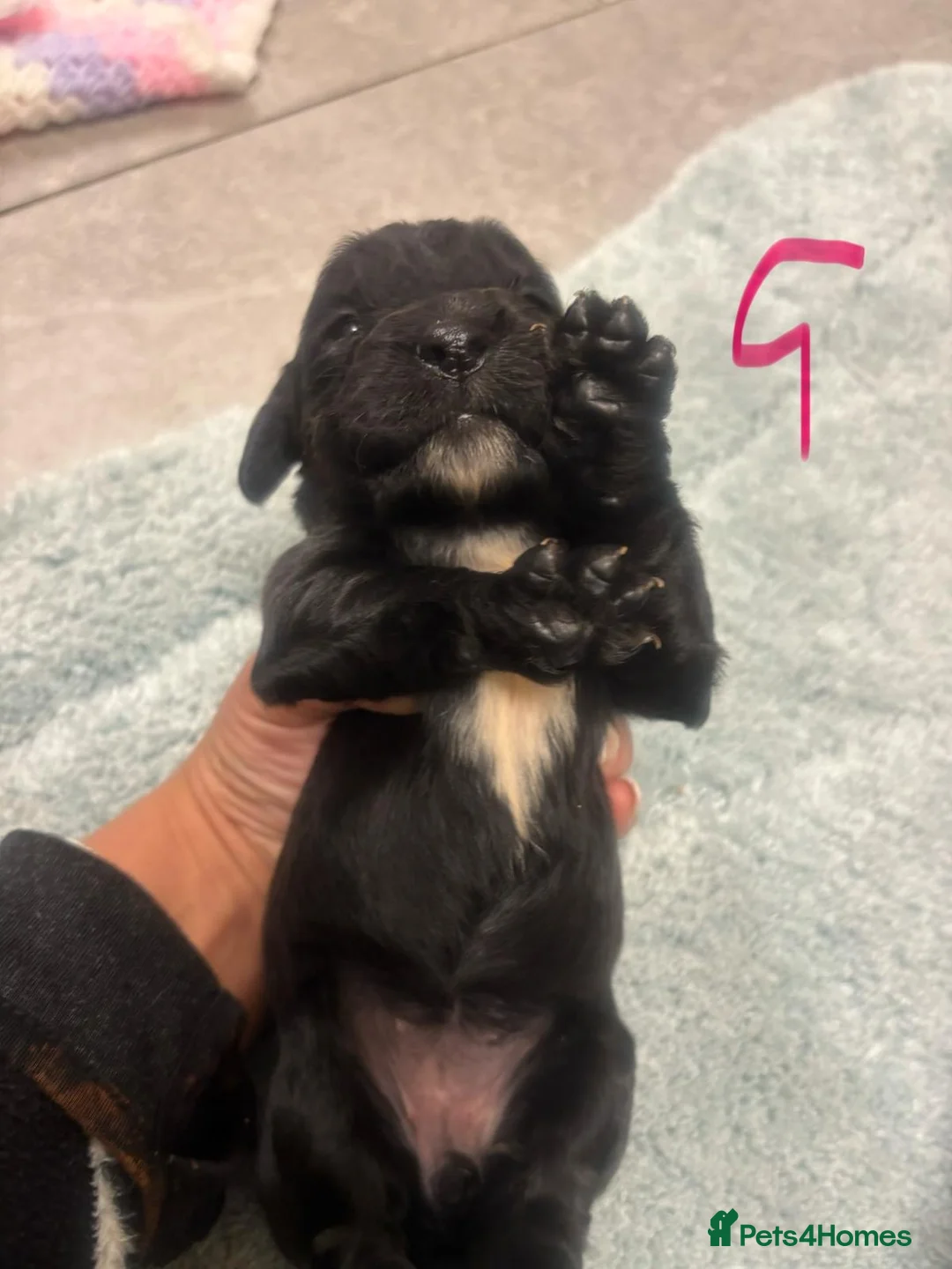 Cocker Spaniel dogs for sale: COCKER SPANIEL PUPS READYp - Advert 7