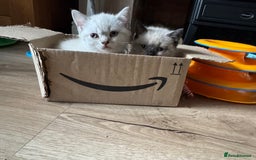 British Shorthair cats for sale:  British shorthair colourpoint pedigree kittens  - Image 10