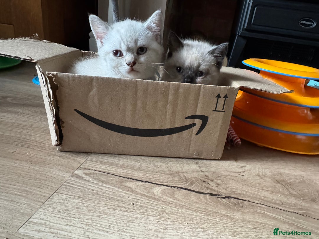 British Shorthair cats for sale:  British shorthair colourpoint pedigree kittens  - Image 10