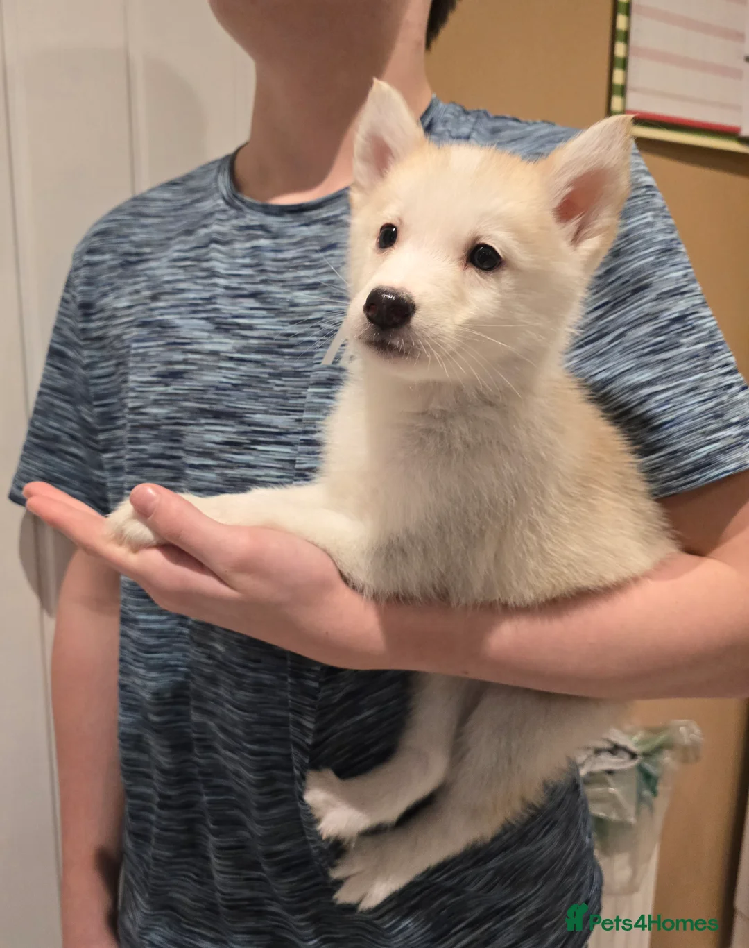 Siberian Husky dogs for sale: Ready Now last 2 girls left in litter - Advert 3