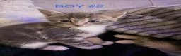 Mixed Breed cats for sale: Lovely little kittens in Boston - Advert 24