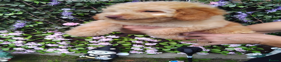 Cavapoochons Puppy 2