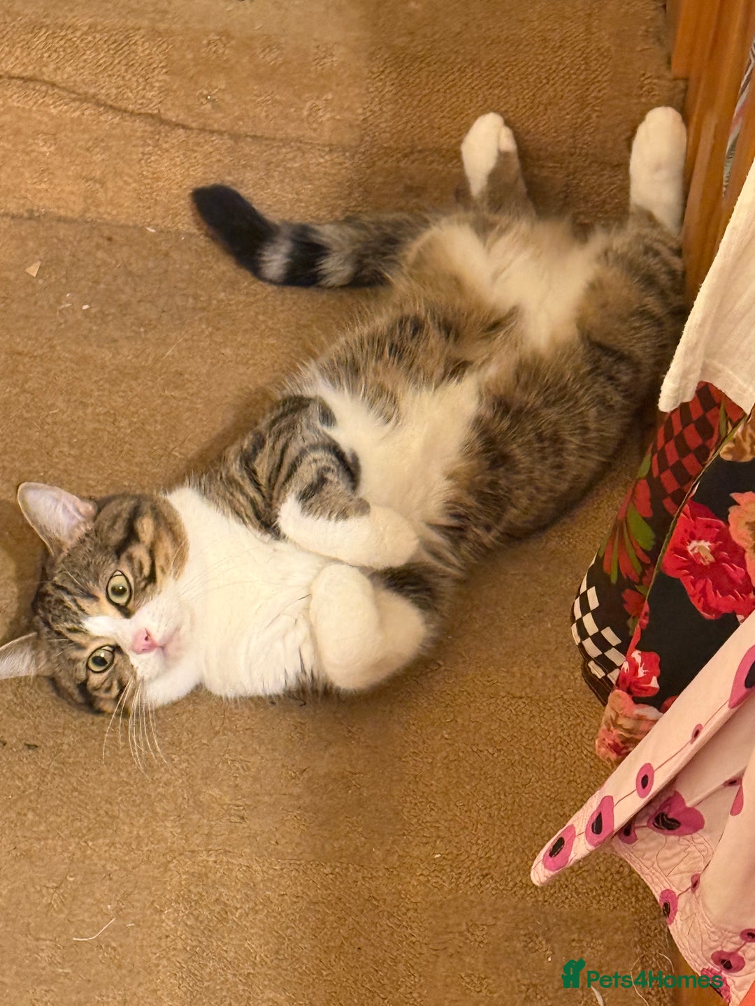 British Shorthair cats for sale: Adorable Indoor Cat Looking for a Loving Home - Advert 1