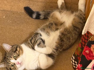 British Shorthair cats Adorable Indoor Cat Looking for a Loving Home - Advert 1