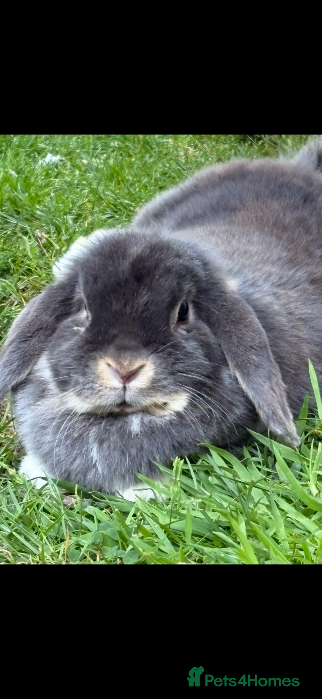Mini Lop rabbits for sale: Mini lop for adoption for forever home  - Advert 3