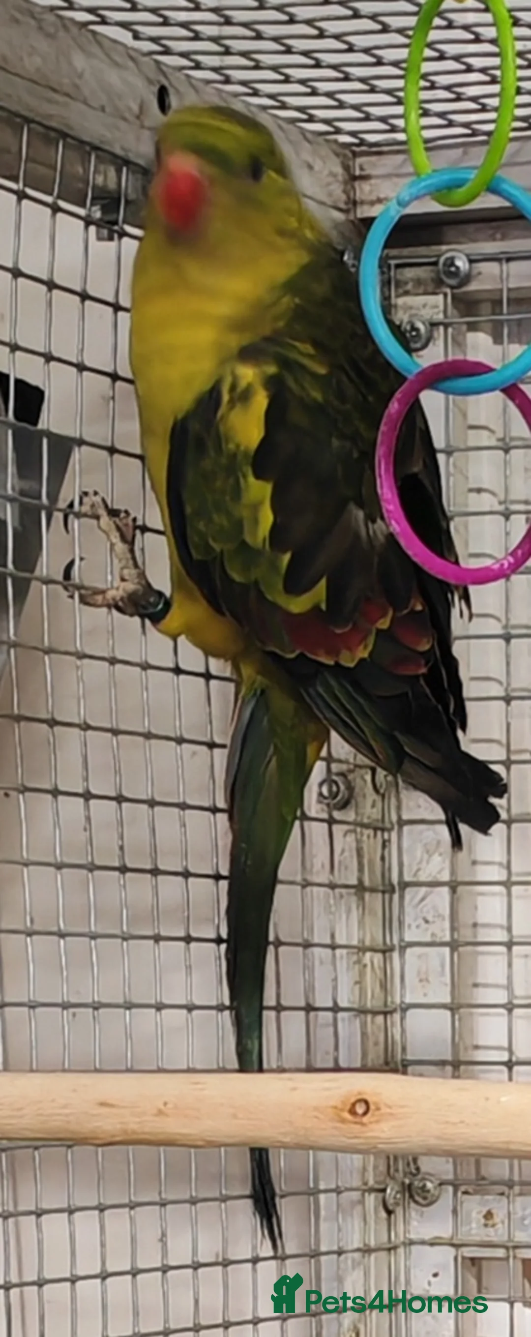 Parrots birds for sale: Parrots/ Parakeets Available  - Advert 19