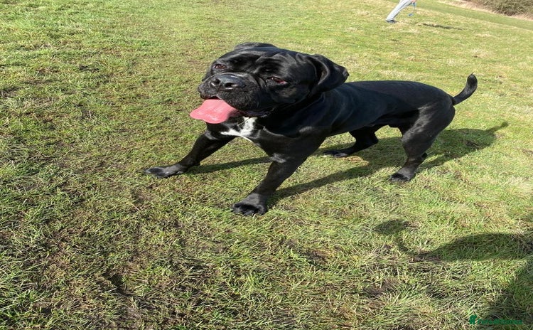 Cane Corso dogs - Advert 1