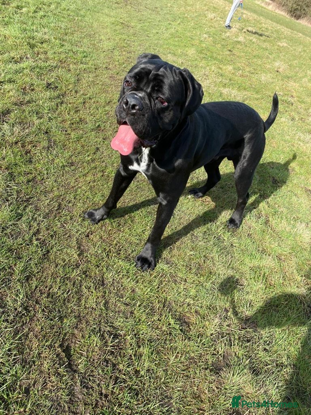 Cane Corso dogs for sale: Klaus the cane corso - Image 1