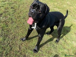 Cane Corso dogs - Advert 32