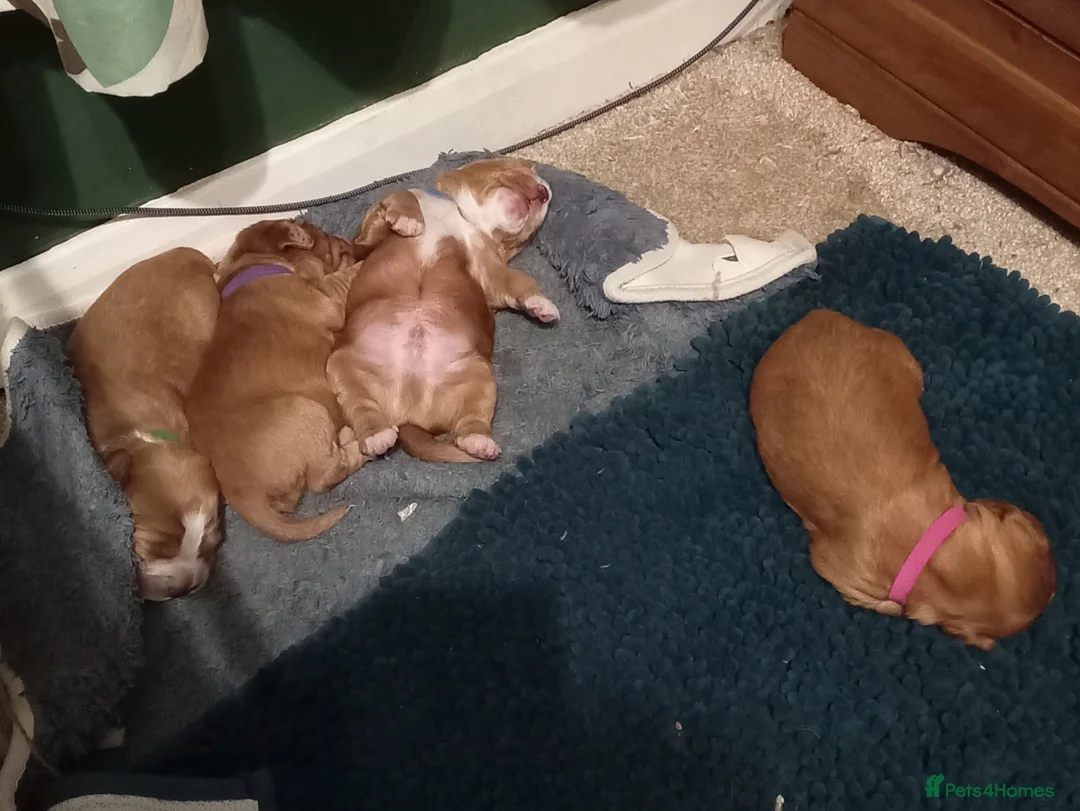 Cocker Spaniel dogs for sale: Working Cocker Spaniel Pups for sale - Advert 19