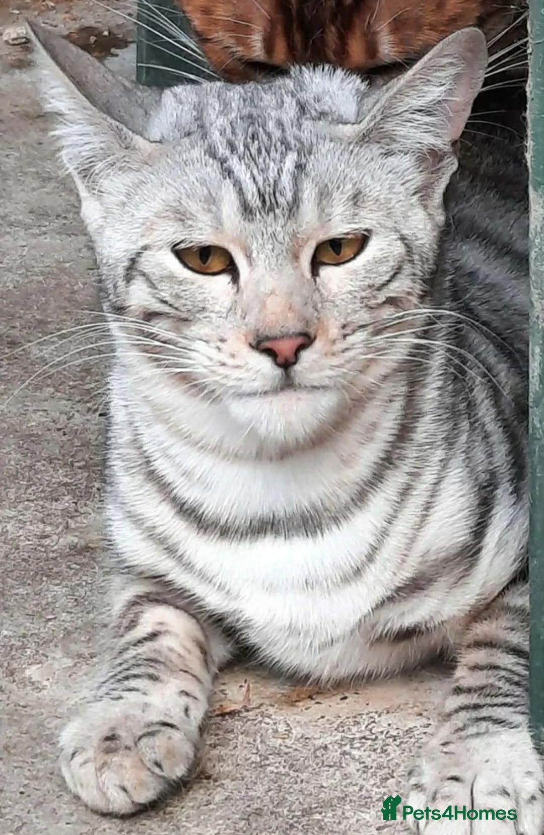 Toyger cats OUTSTANDING PEDIGREE SILVER TOYGER CUB - Advert 2