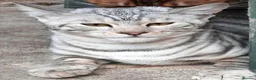 Toyger cats for sale: OUTSTANDING PEDIGREE SILVER TOYGER CUB - Advert 1