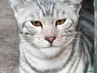 Toyger cats OUTSTANDING PEDIGREE SILVER TOYGER CUB - Advert 2