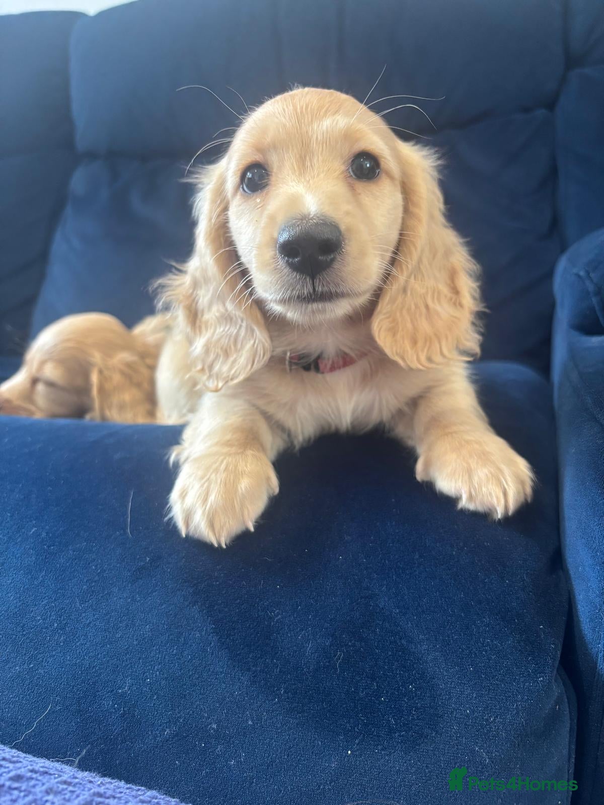 Miniature Dachshund dogs ❗️❗️Incredible Cream Long Haired Dachshunds - Advert 1