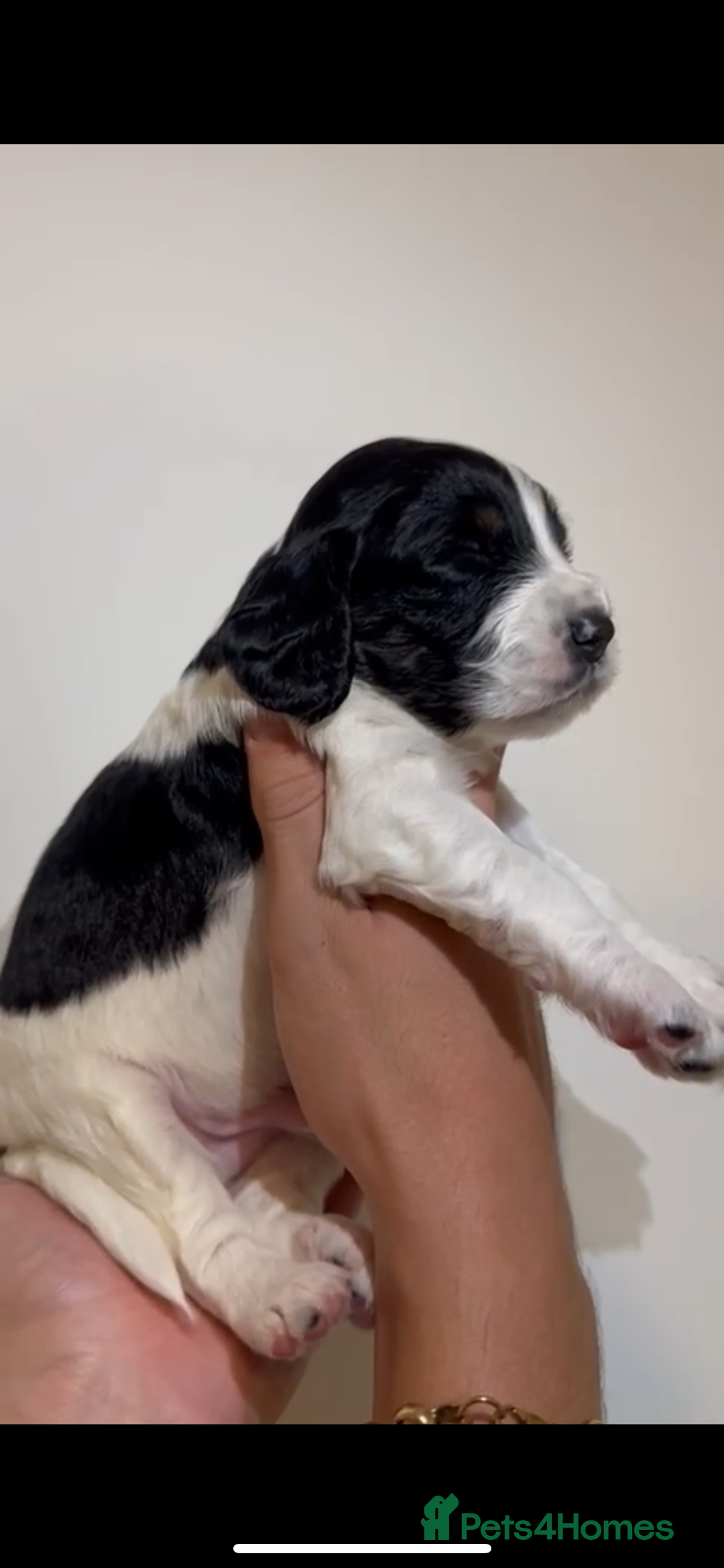 Cockapoo dogs for sale: Cockapoo puppies  - Image 3
