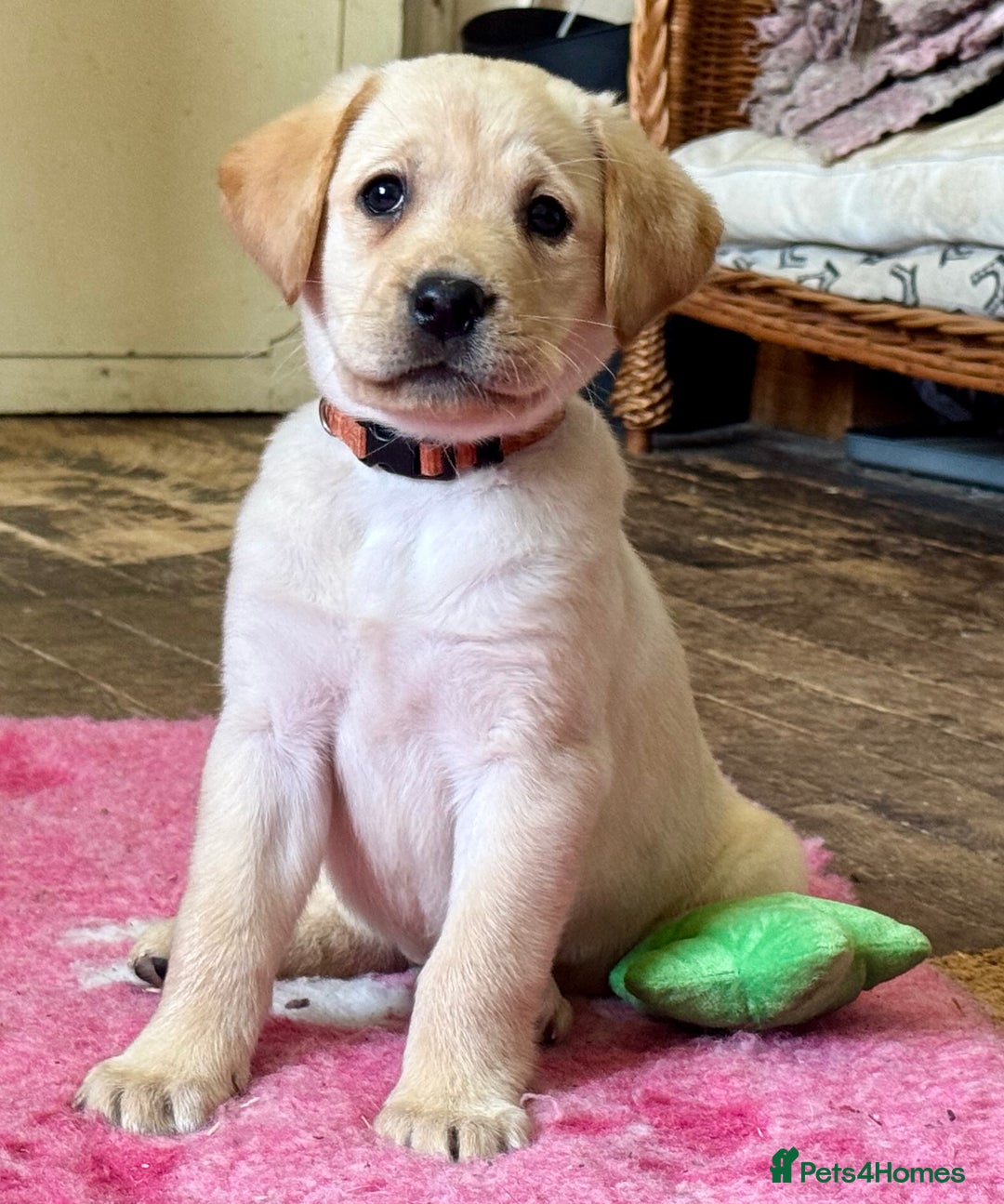 Labrador Retriever dogs for sale: Kennel Club Registered Labrador puppies  - Advert 33