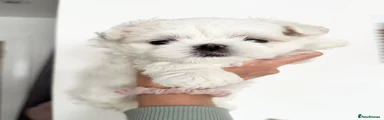 One bigger boy 