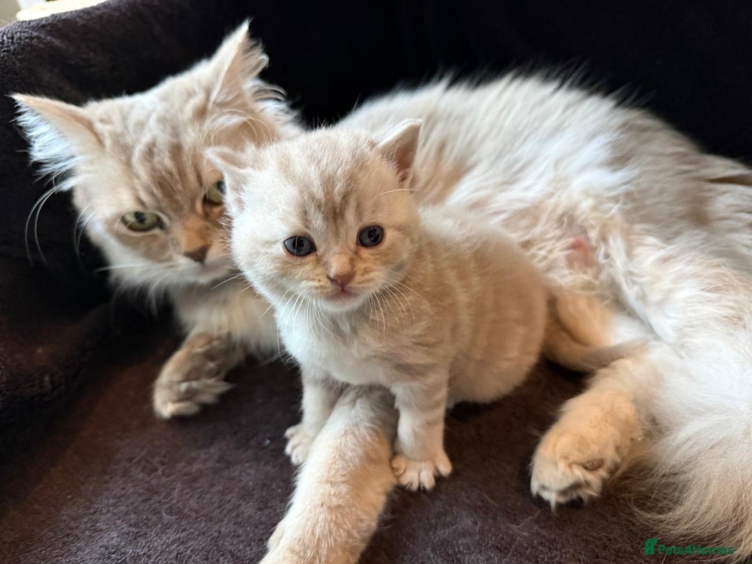 British Shorthair cats for sale: Beautiful British Shorthair kittens 3 Boys 2 Girls - Advert 23