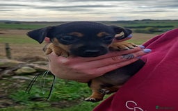 Jack Russell dogs for sale: GORGEOUS JACK RUSSELL PUPPIES  - Image 6