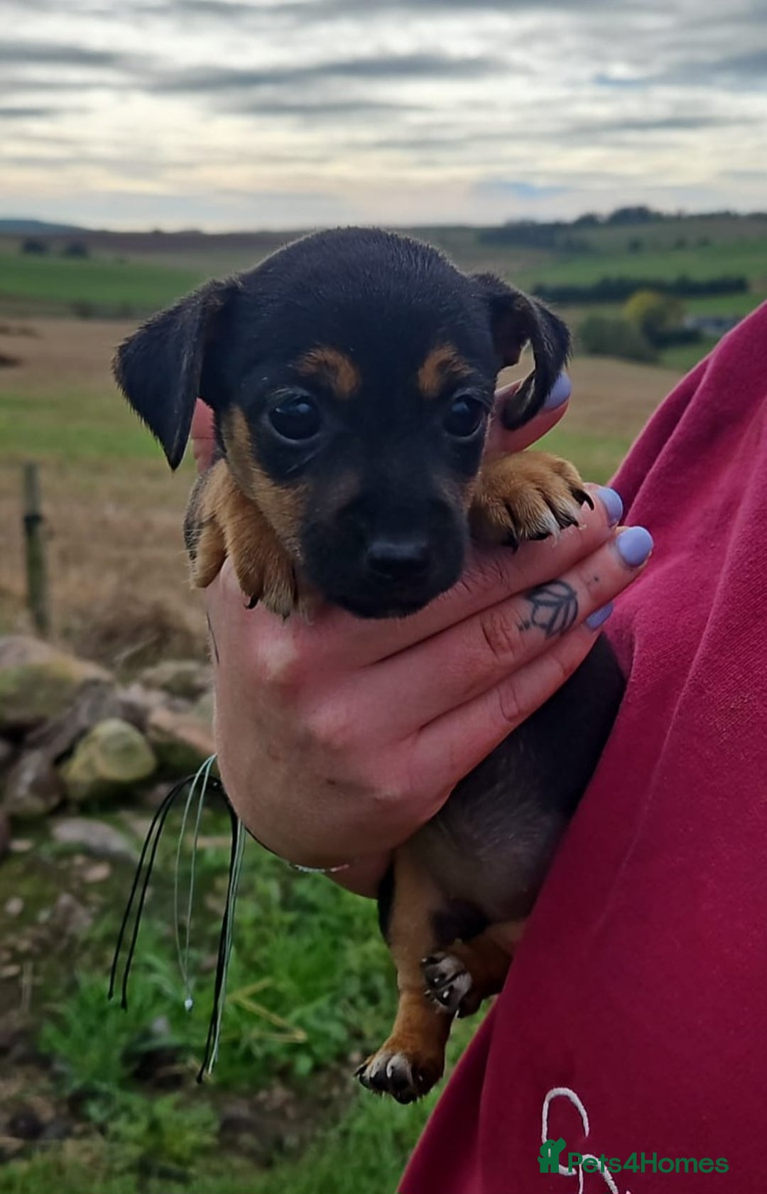 Jack Russell dogs for sale: GORGEOUS JACK RUSSELL PUPPIES  - Image 6