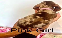 Miniature Dachshund dogs for sale: Lovely Happy Chocolate & Tan Dapple Babies  - Image 5