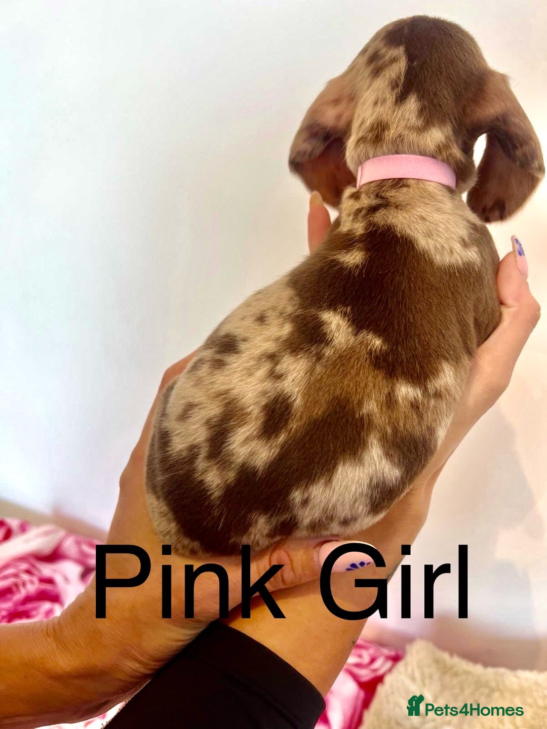 Miniature Dachshund dogs for sale: Lovely Happy Chocolate & Tan Dapple Babies  - Image 5