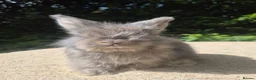 Angora rabbits for sale: 🌟STUNNING ANGORA BABIES- maxi full face 🌟 - Advert 14