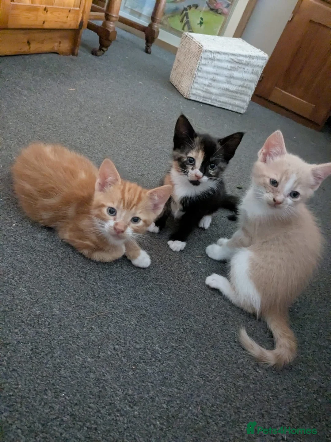 Mixed Breed cats for sale: Three pretty kittens for sale  in York - Advert 1